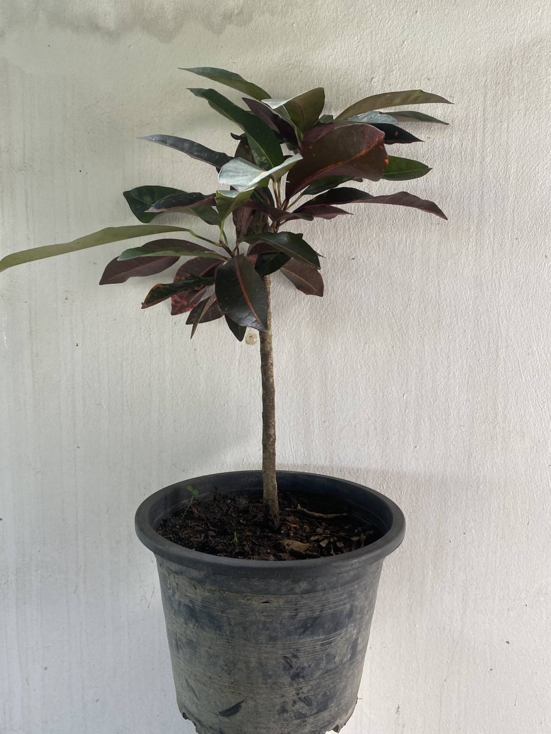 โกสน Codiaeum variegatum