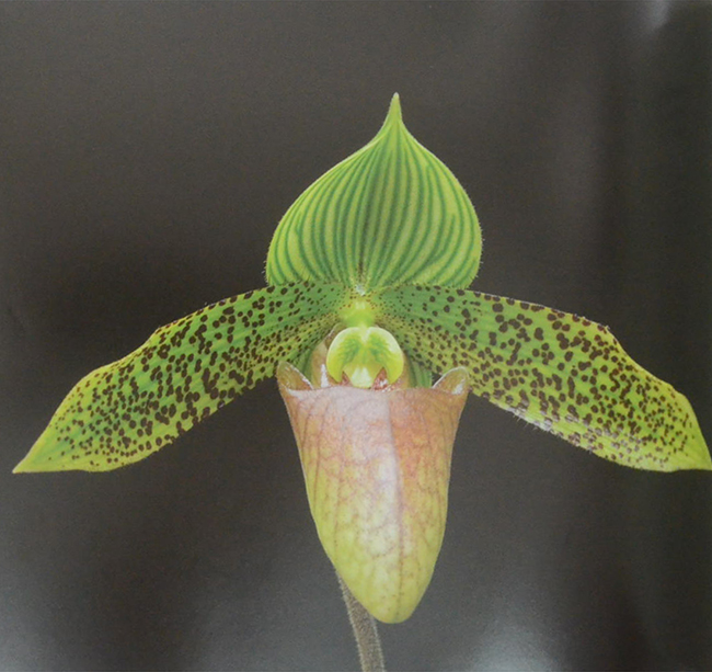 พรรณไม้เกียรติประวัติของไทย