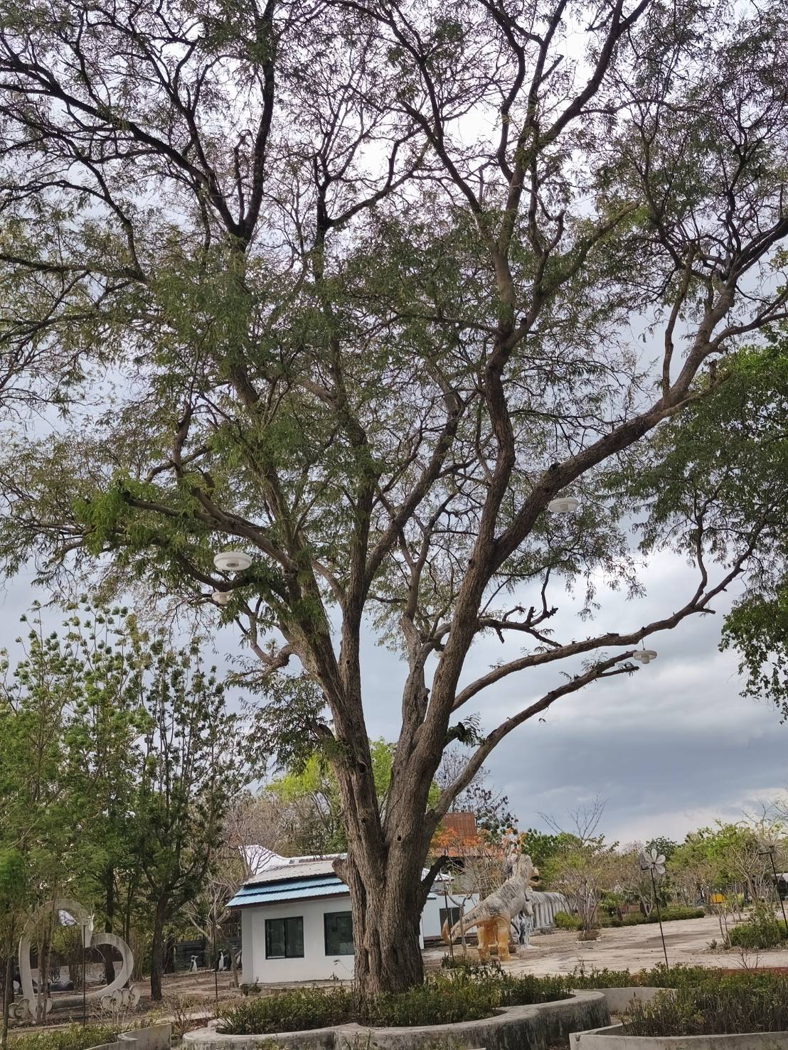 ต้นมะขาม Tamarindus indica L.