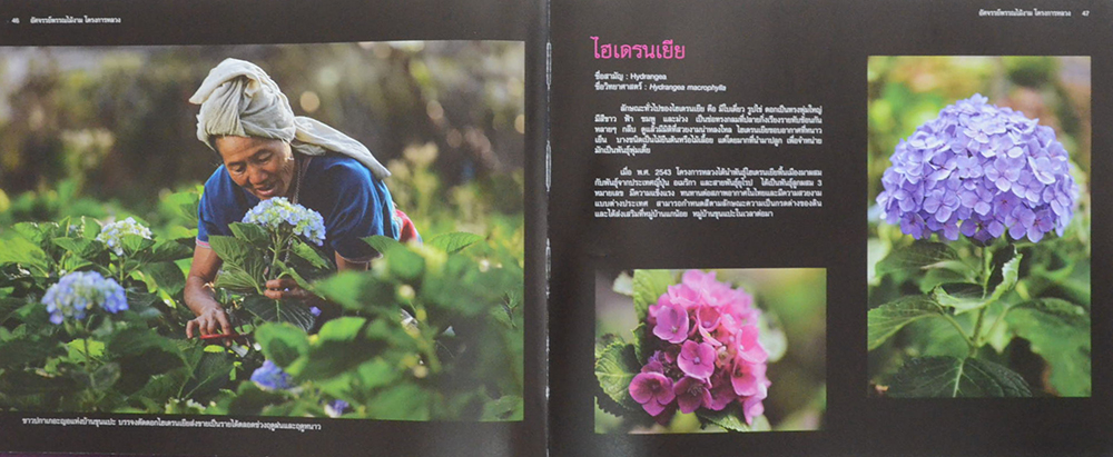 อัศจรรย์พรรณไม้งามโครงการหลวง (ขายตามสภาพ)