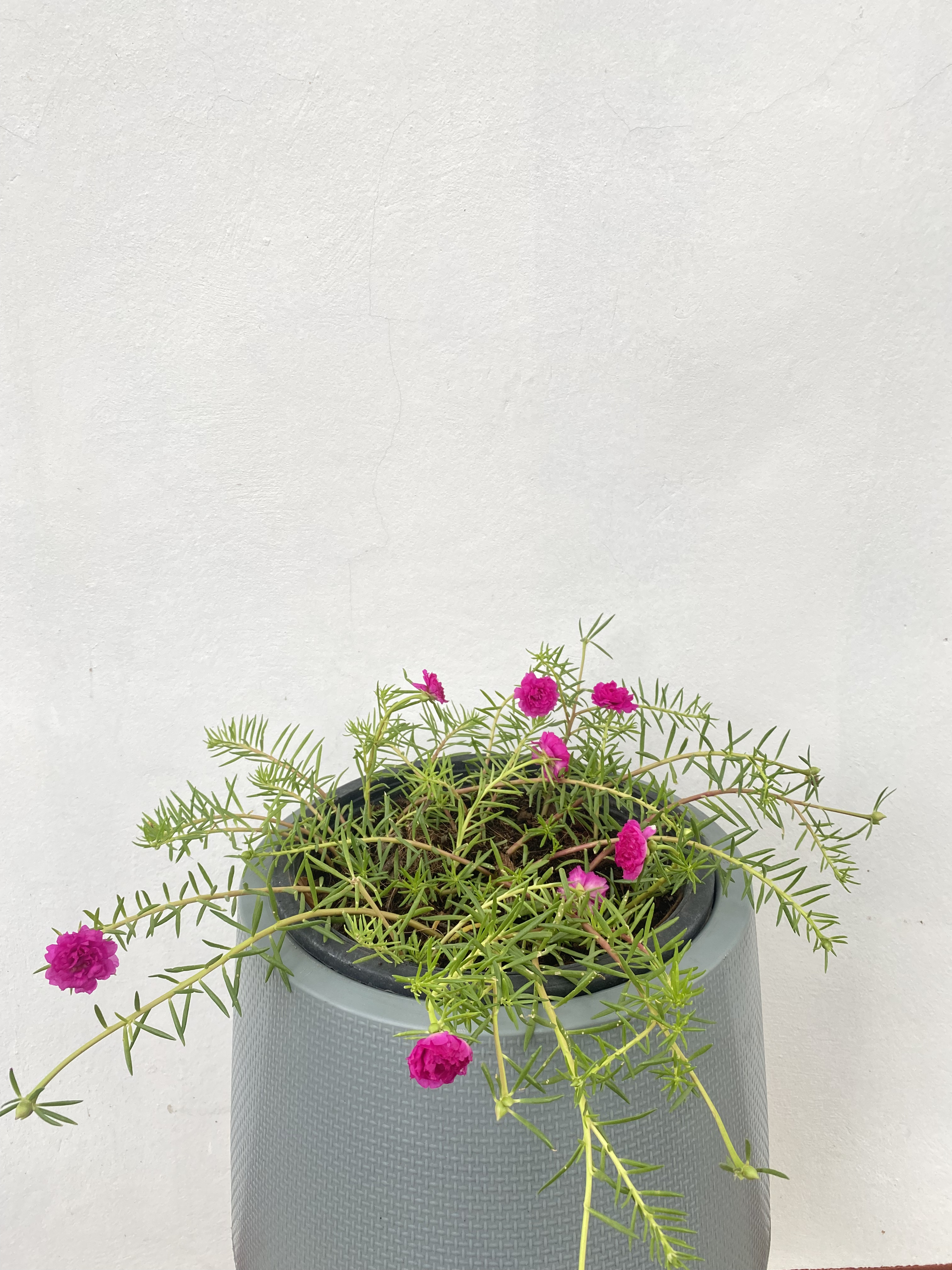 แพรเซี่ยงไฮ้ Portulaca ไม้ดอก อวบน้ำ