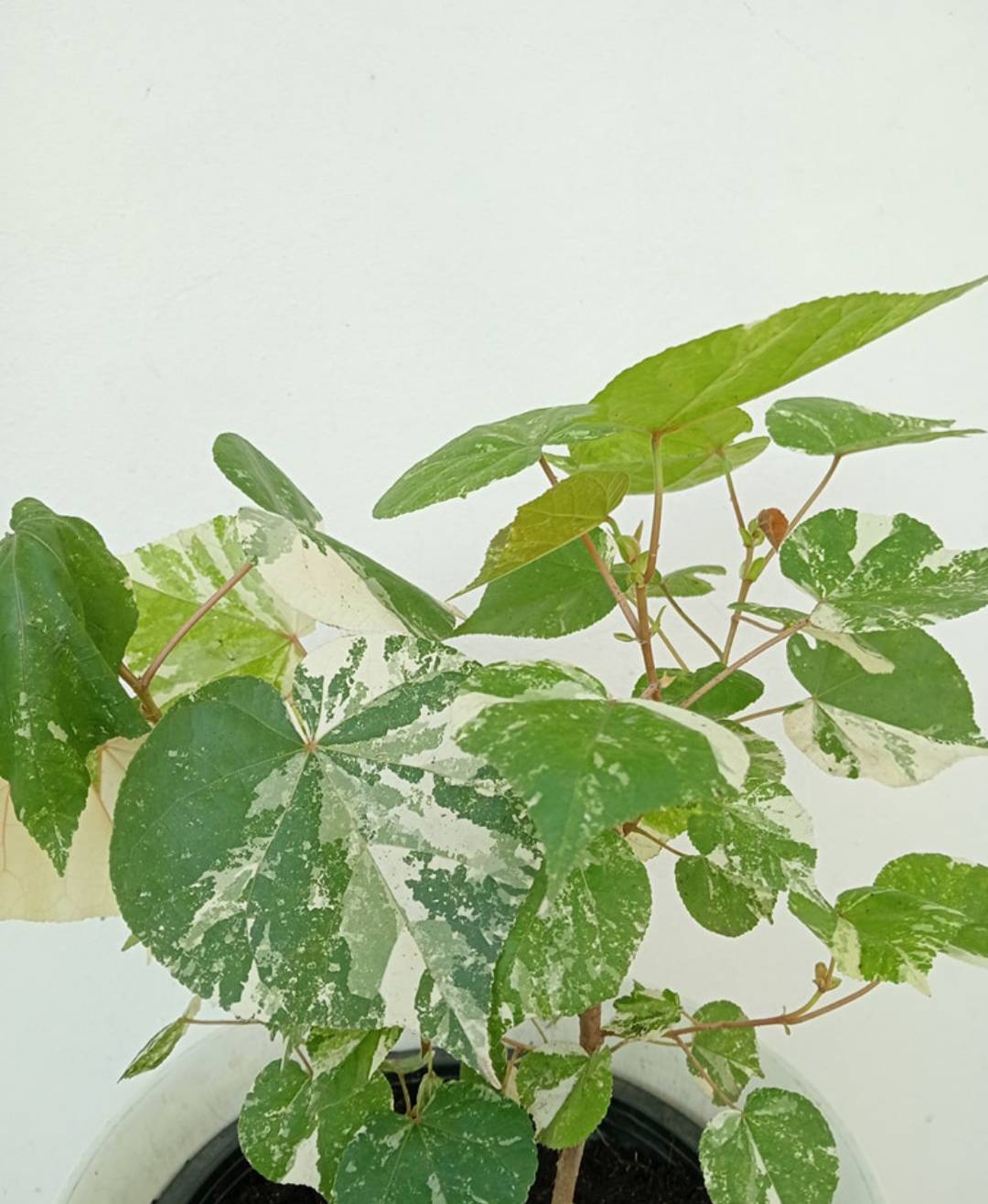 ต้นโพธิ์เจ็ดสี Bodhi Tree