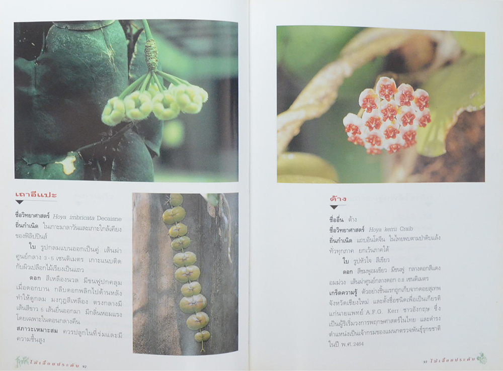 ไม้เลื้อยประดับ