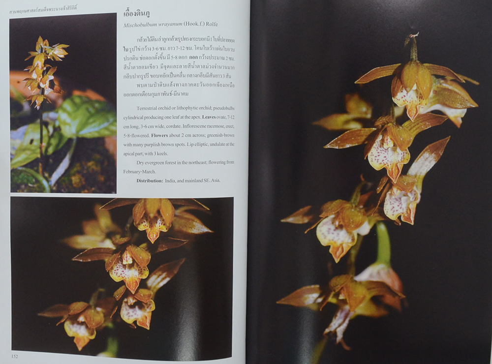 สวนพฤกษศาสตร์สมเด็จพระนางเจ้าสิริกิติ์ กล้วยไม้ไทย 2 (ไทย-อังกฤษ)