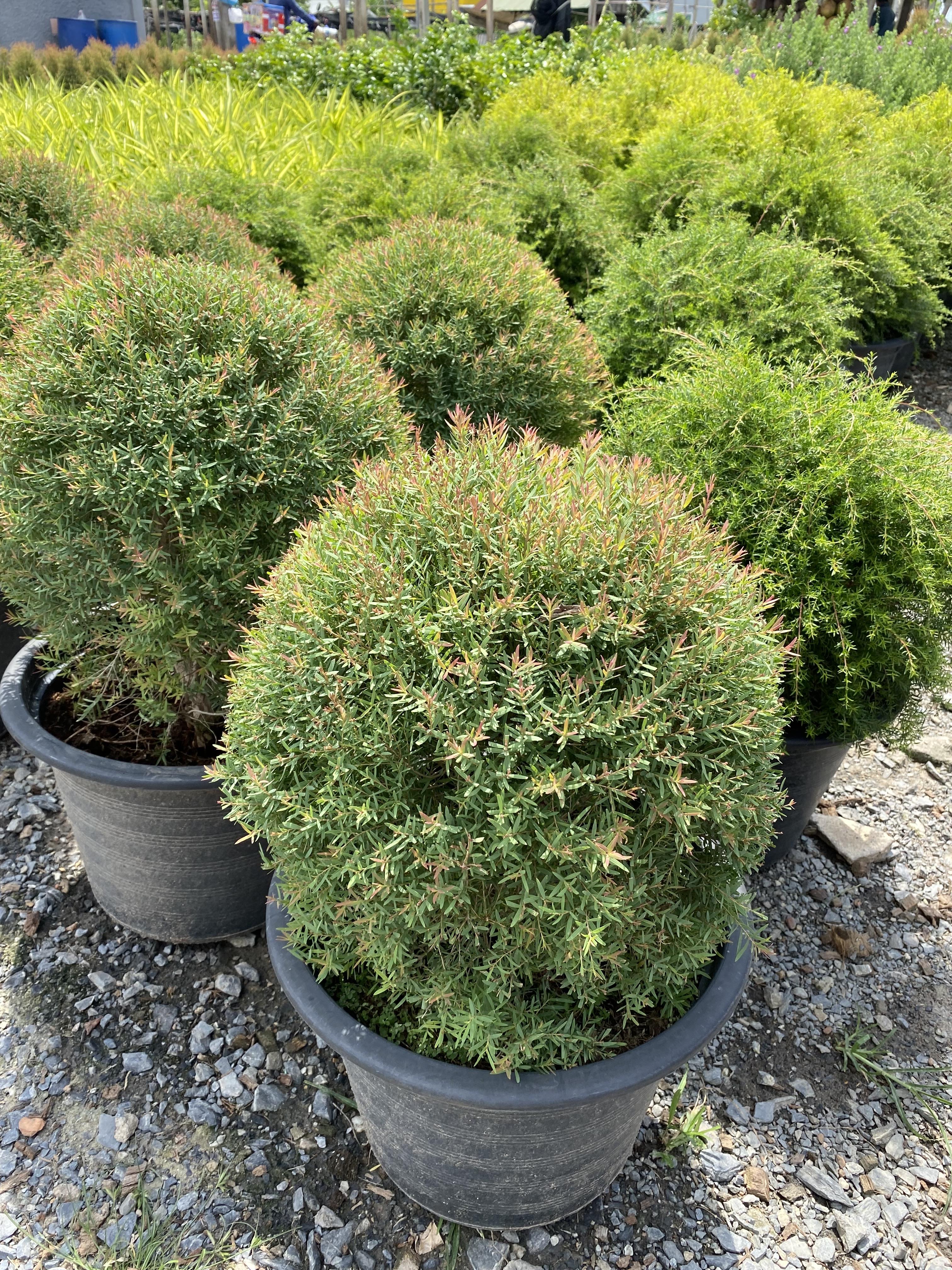 สนหอม ทรงกลม ELLWOOD'S GOLD