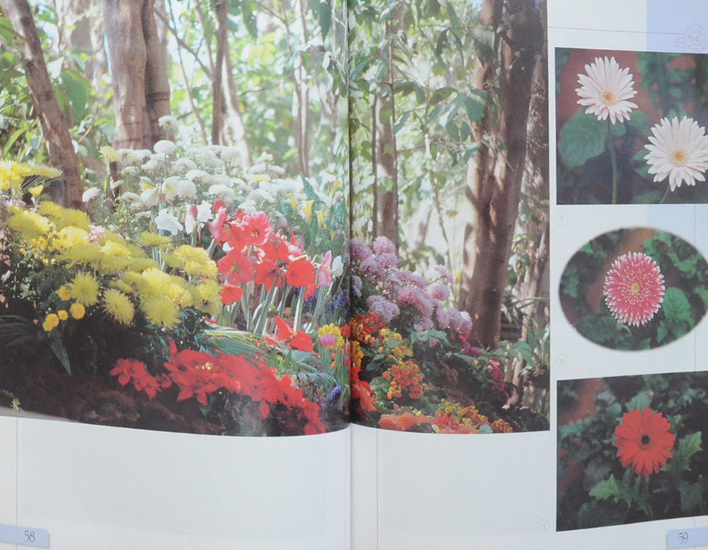 ชวนฝันตระการตา บุปผาดอยคำ (ขายตามสภาพ)