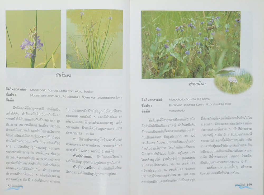 พรรณไม้น้ำในประเทศไทย (ขายตามสภาพ)