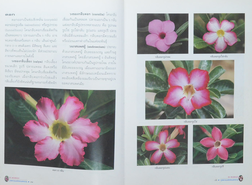 ชวนชม: กุหลาบแห่งทะเลทราย (ขายตามสภาพ)