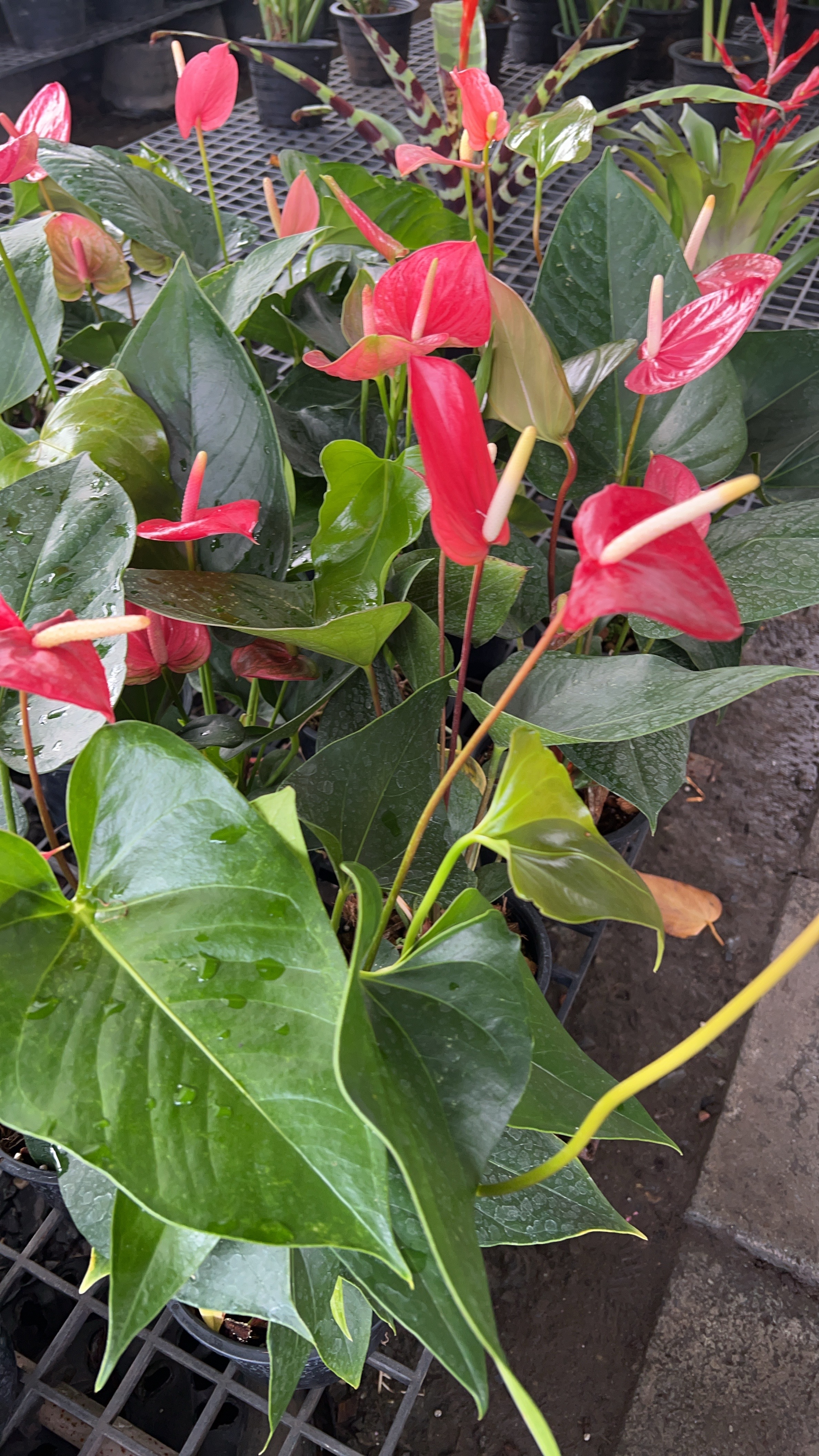 หน้าวัว anthurium