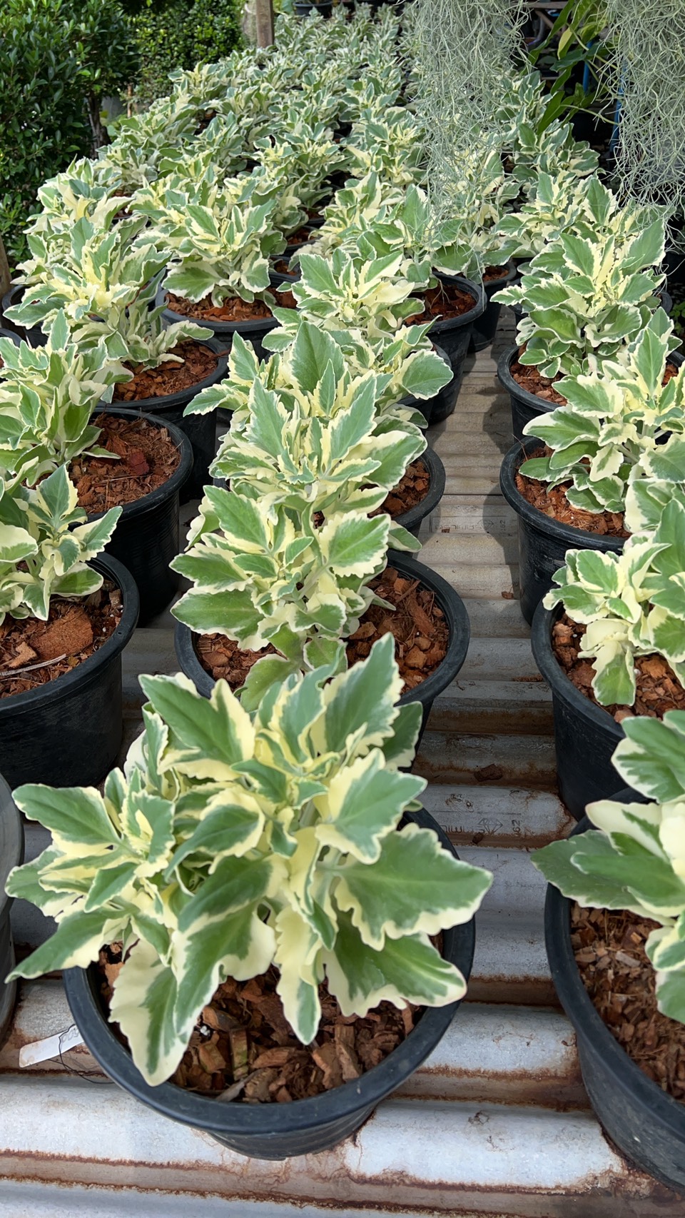 กุหลาบหินซากุระ กุหลาบหินด่าง Kalanchoe