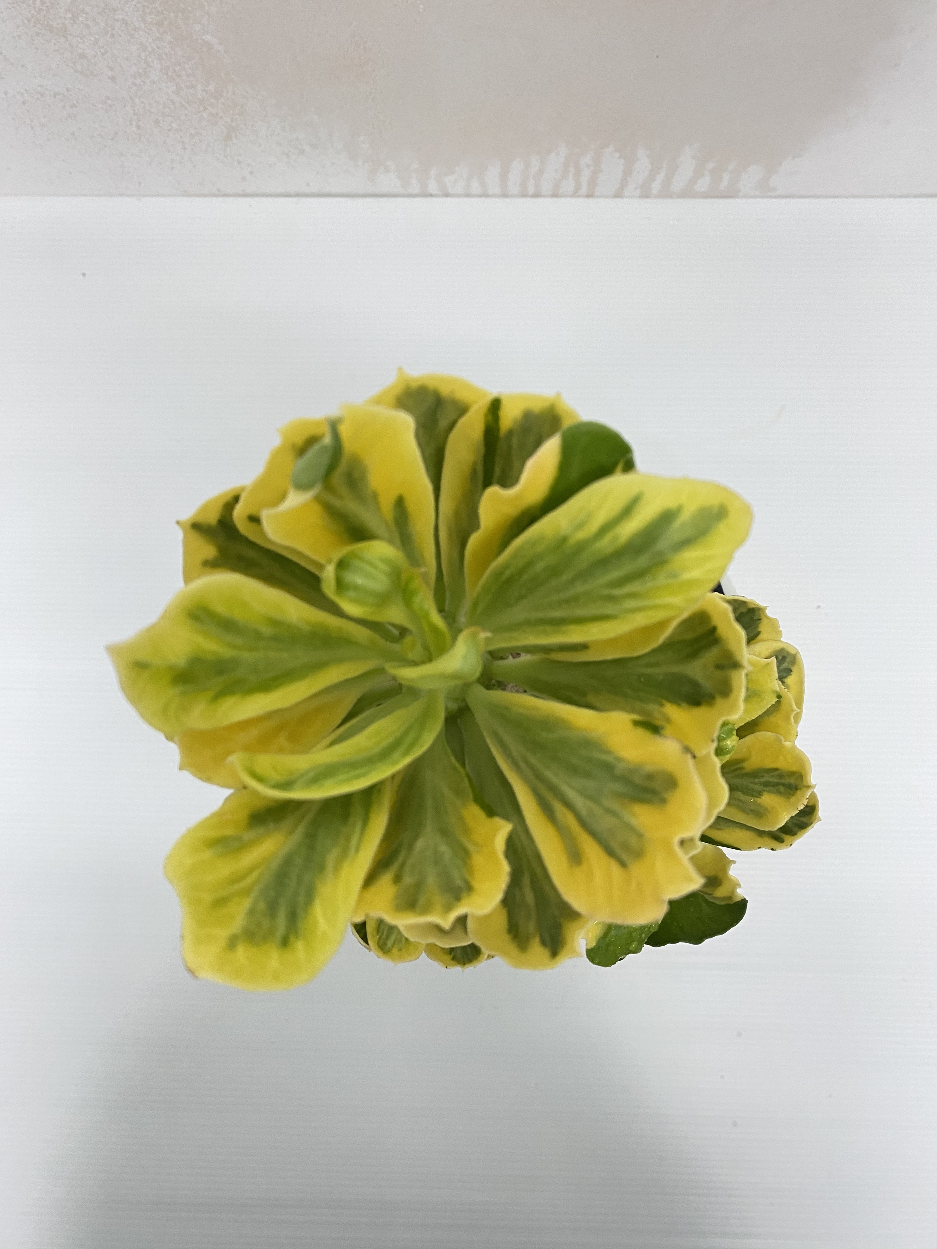 ยูโฟเบียทองอำพัน Euphorbia Poissonii F. Variegata