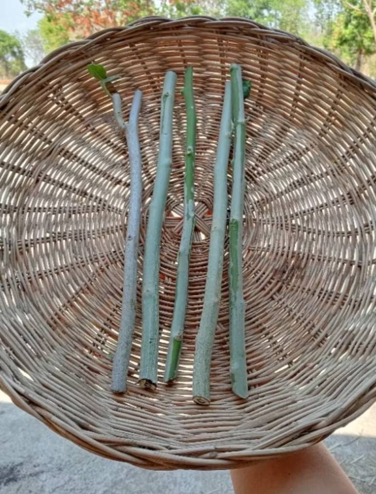 กิ่งผักบุ้งต้นหรือผักบุ้งสวรรค์