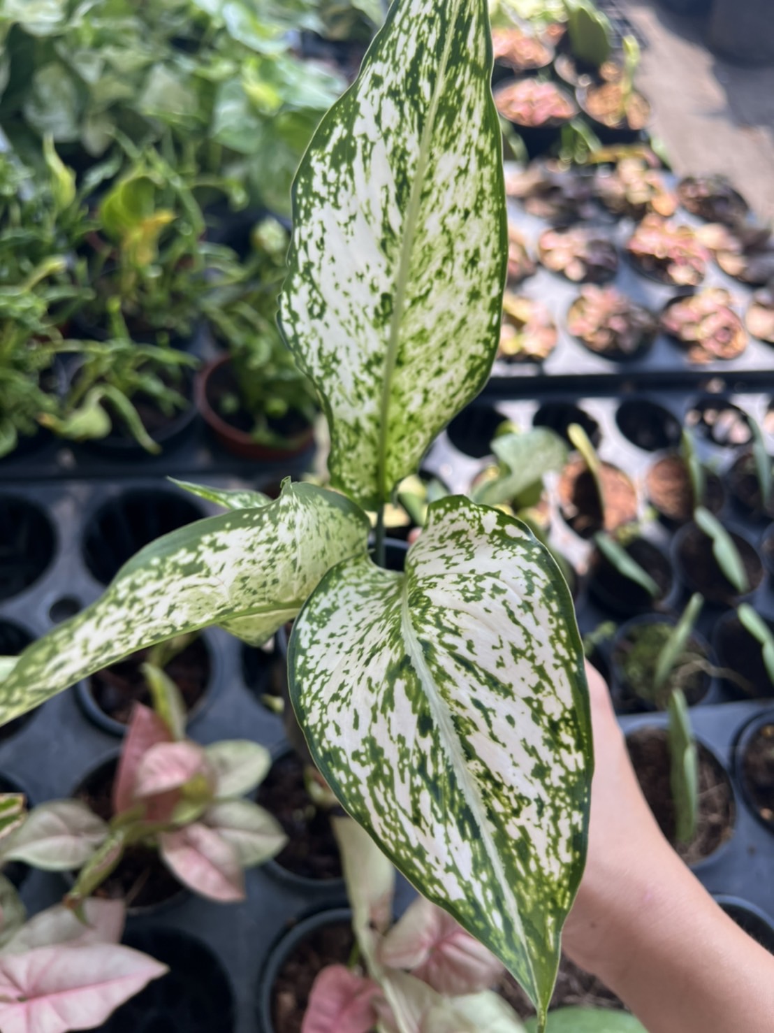 อโกลนีมา เพชรน้ำหนึ่ง Aglaonema First Diamond