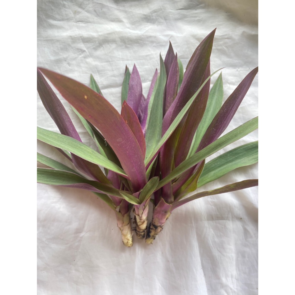 กิ่งว่านกาบหอยแครง Oyster plant