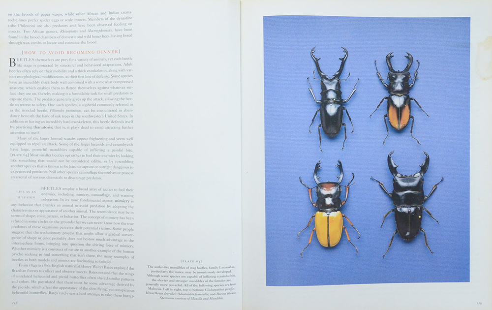 An Inordinate Fondness for Beetles
