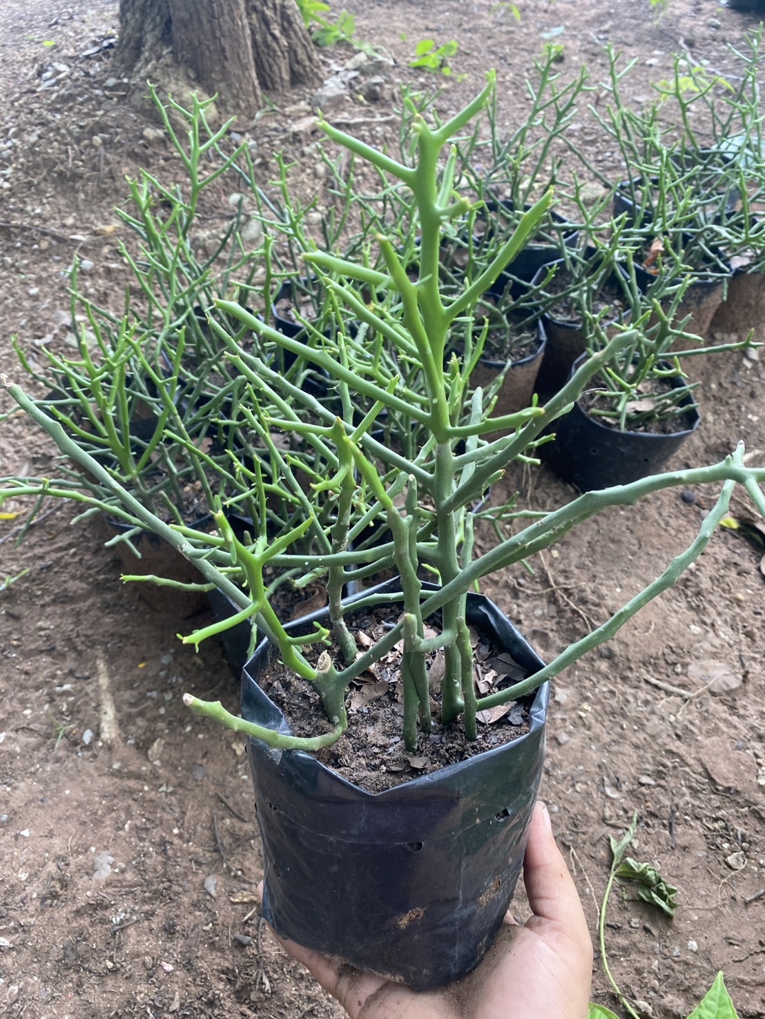 ต้นพญาไร้ใบ Milk bush, Indian tree spurge