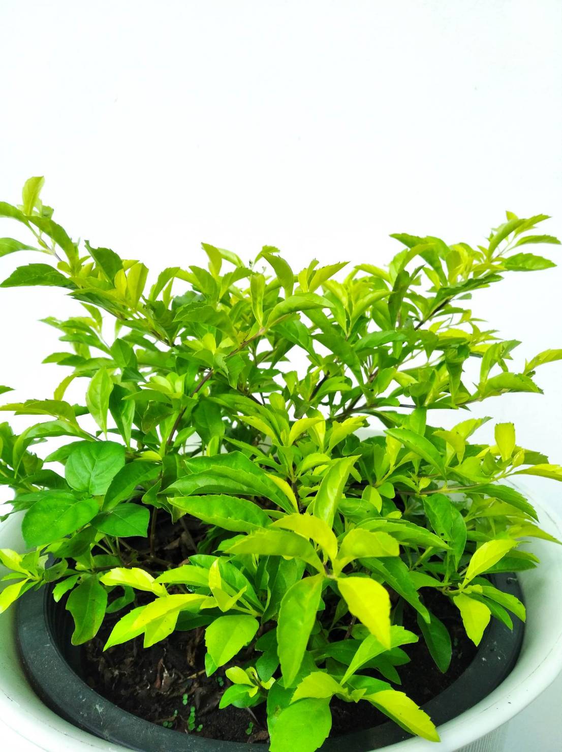 เทียนทอง Sky flower