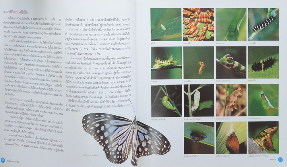 ผีเสื้อแสนสวย