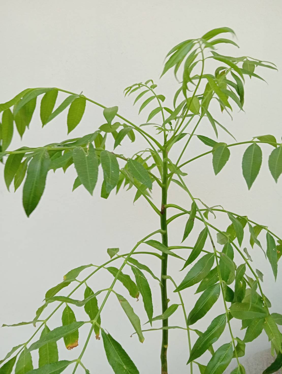 มะกอกฝรั่ง มะกอกเตี้ย Jew’s plum