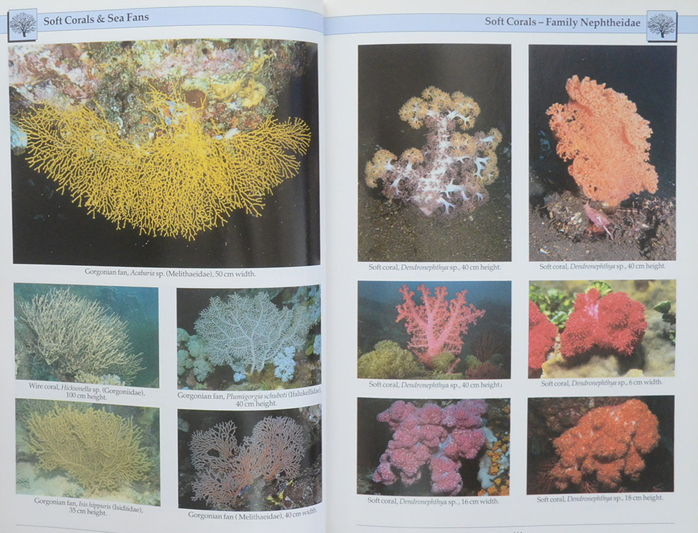 INDO-PACIFIC CORAL REEF FIELD GUIDE