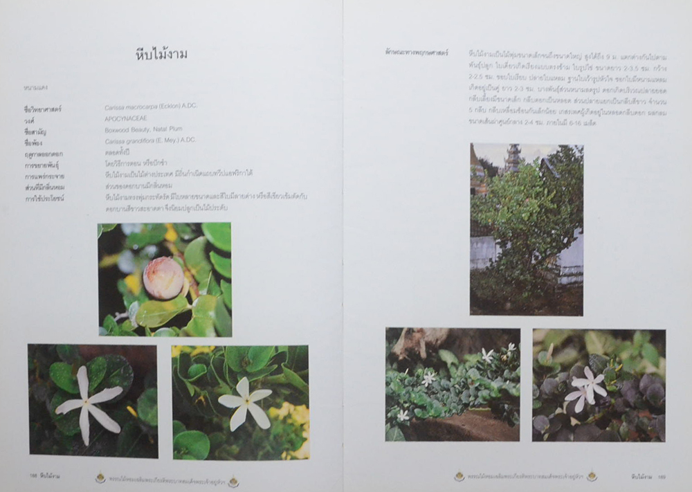 พรรณไม้หอม เฉลิมพระเกียรติพระบาทสมเด็จพระเจ้าอยู่หัว (ขายตามสภาพ)