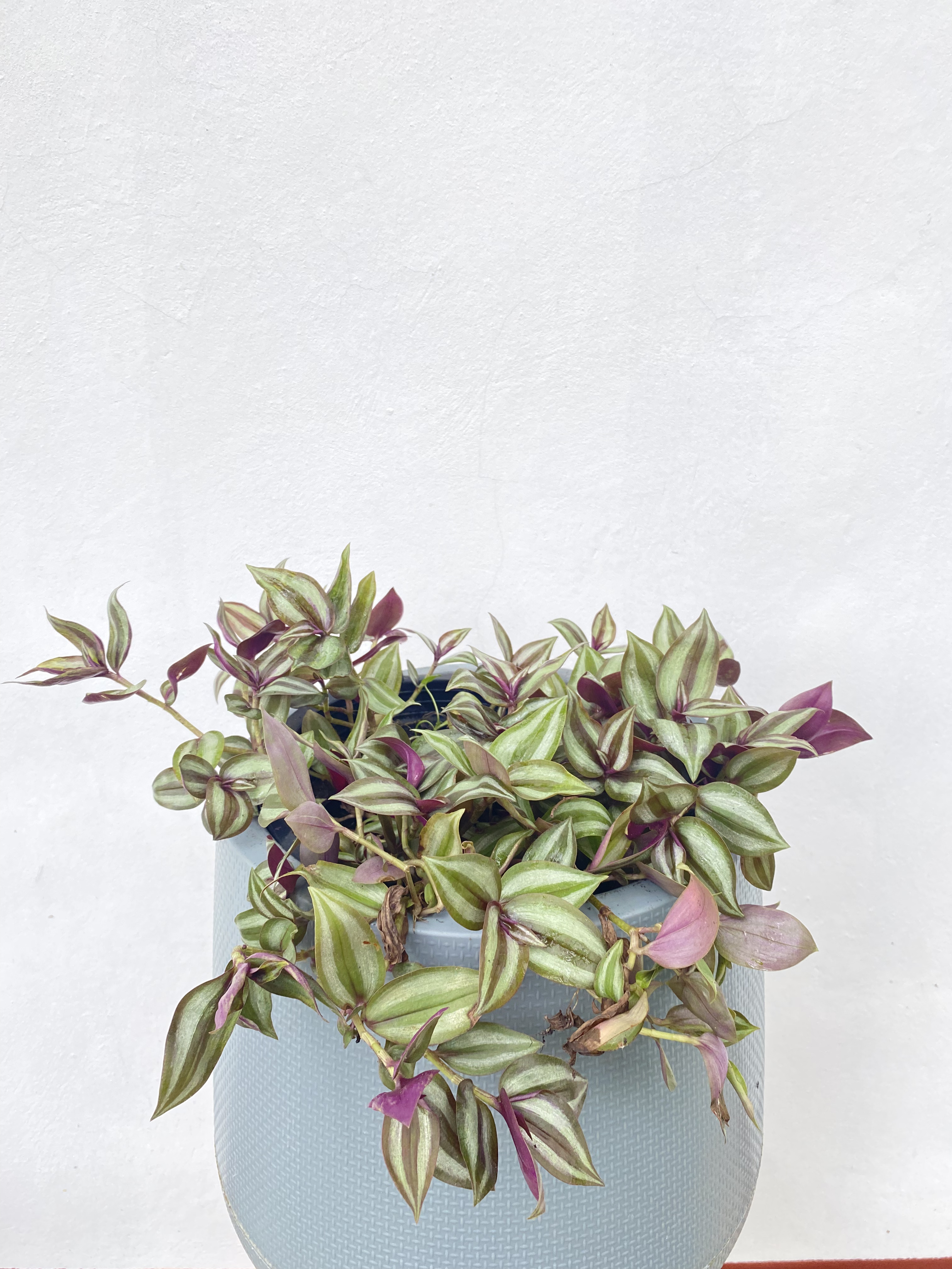 ก้ามปูหลุด หรือ ปีกแมลงสาบ Wandering Jew