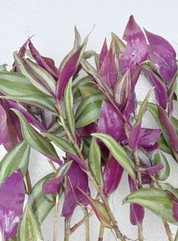 ต้นก้ามปูหลุด ก้ามปูม่วง inch plant (ขายเป็นกิ่ง)