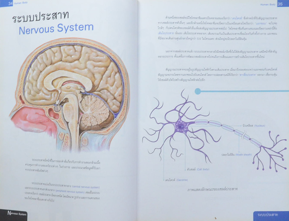 ระบบร่างกายมนุษย์