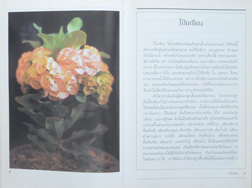 โป๊ยเซียน (ขายตามสภาพ)