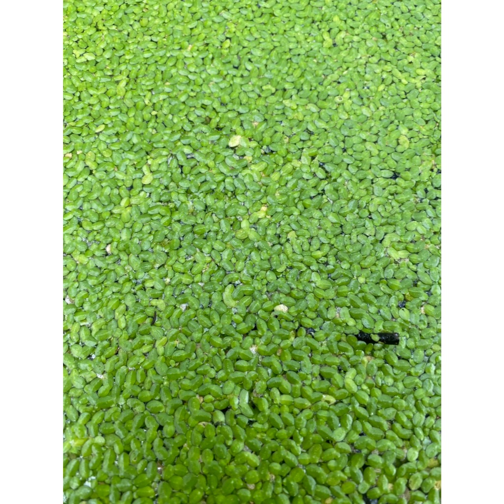 แหนเป็ดเล็ก Lemna perpusilla Torr.