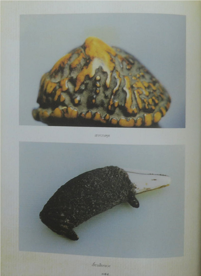 ท่านผู้หญิงอรอวล อิศรางกูร ณ อยุธยา (การจับช้างหรือการคล้องช้าง)