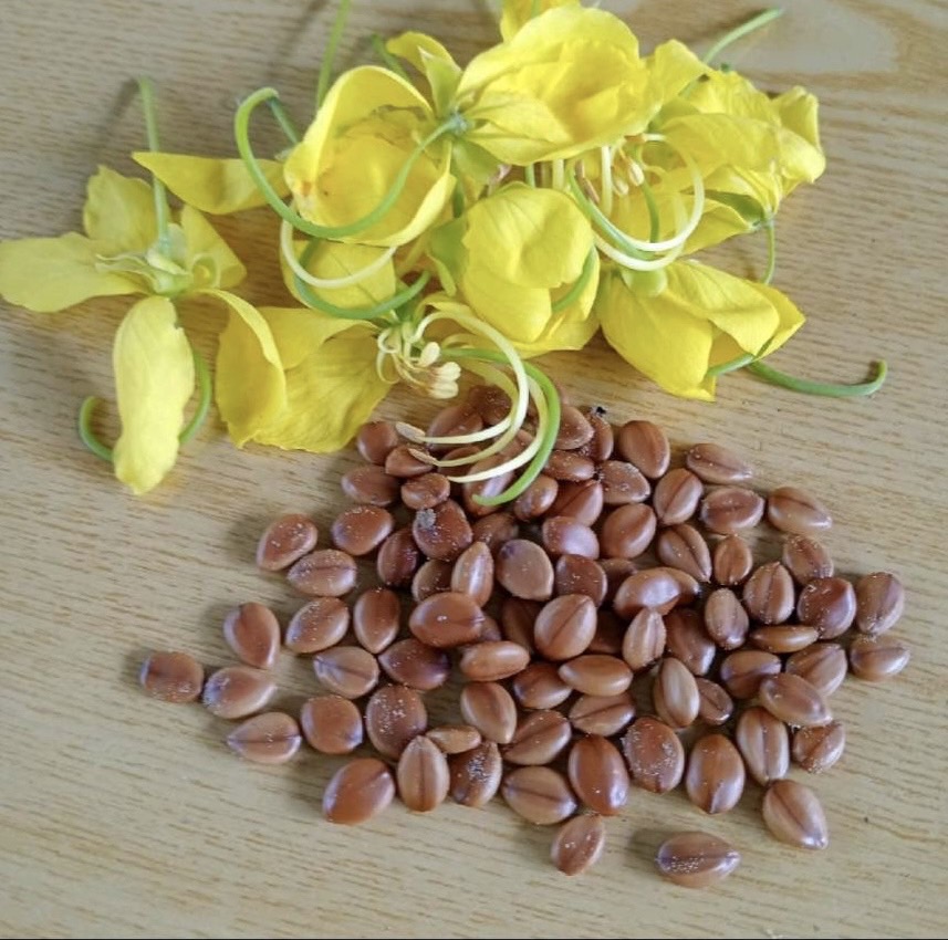 เมล็ดต้นราชพฤกษ์ (Cassia fistula) หรือคูนเหลือง