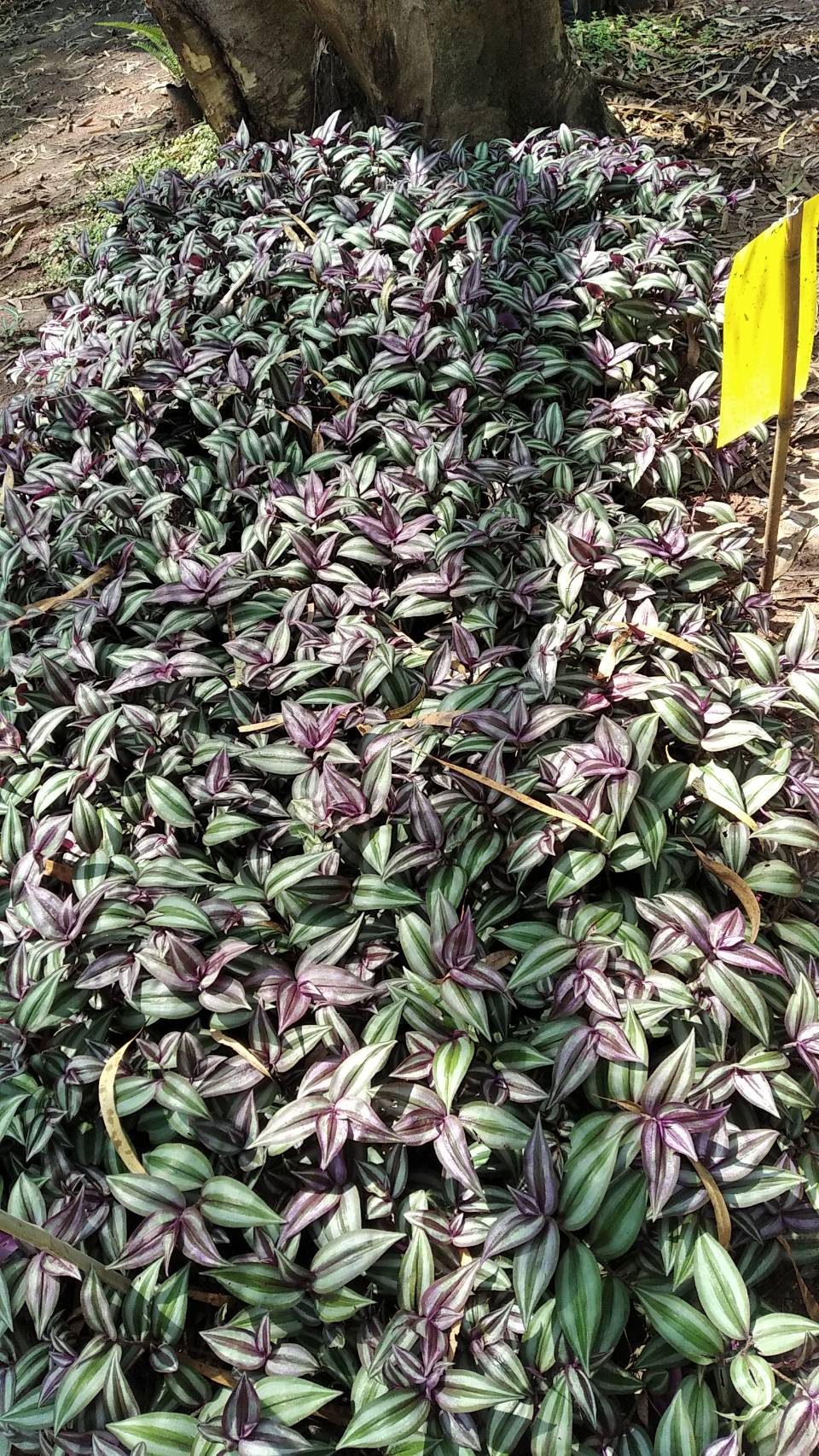 ก้ามปูหลุด หรือ ปีกแมลงสาบ Wandering Jew