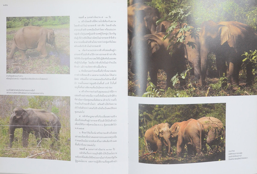 คืนช้างสู่ธรรมชาติ