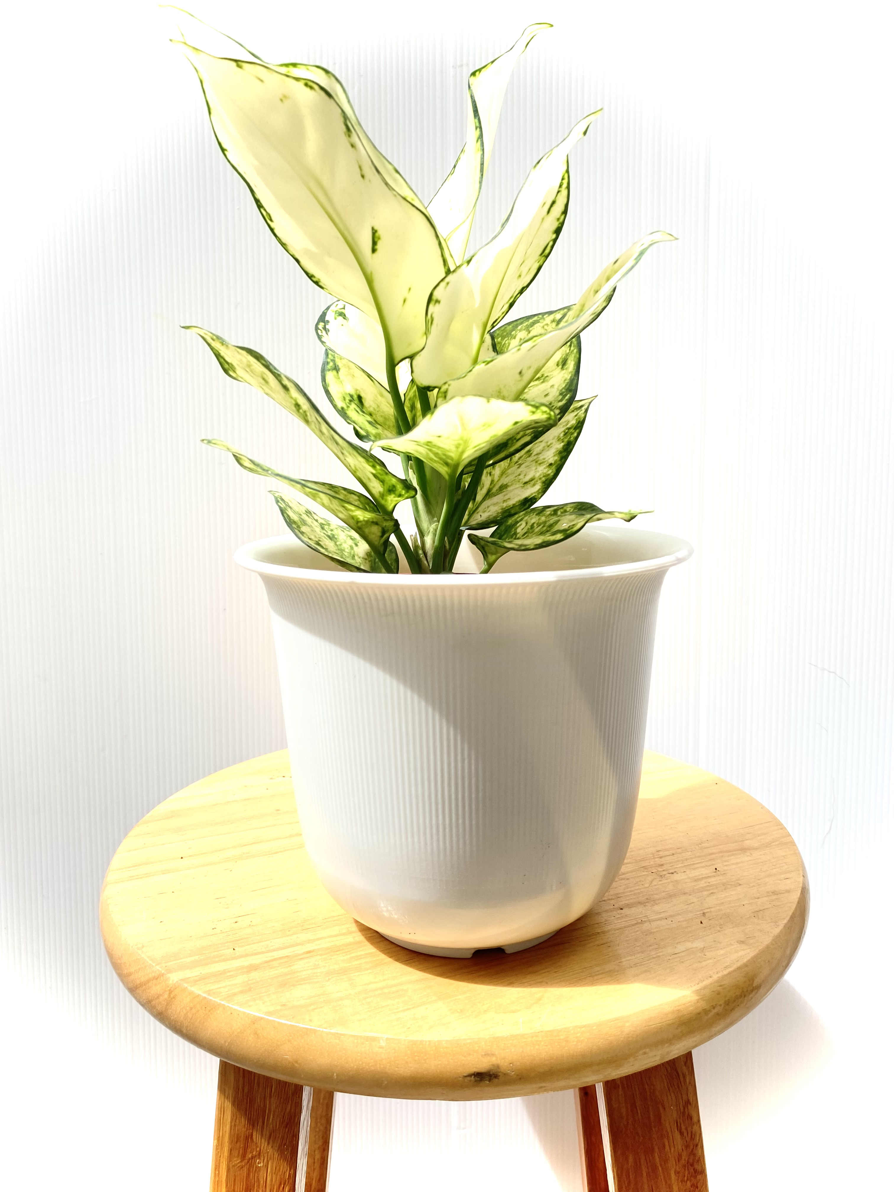 อโกลนีมา ซุปเปอร์ไวท์ Aglaonema Super White