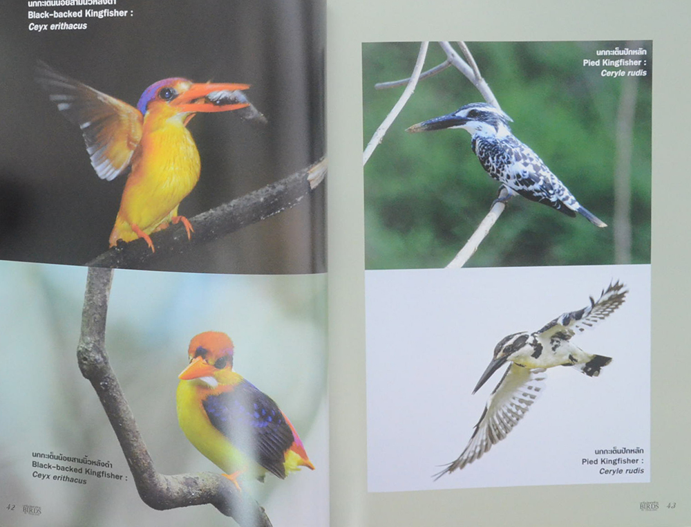 นกในประเทศไทย (ภาษาไทย-อังกฤษ)