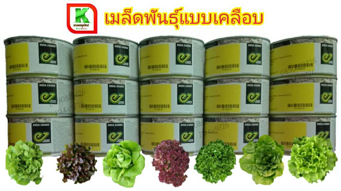 VIZIR (วีเซอร์) แบบเคลือบ 5000เมล็ด(Enza)
