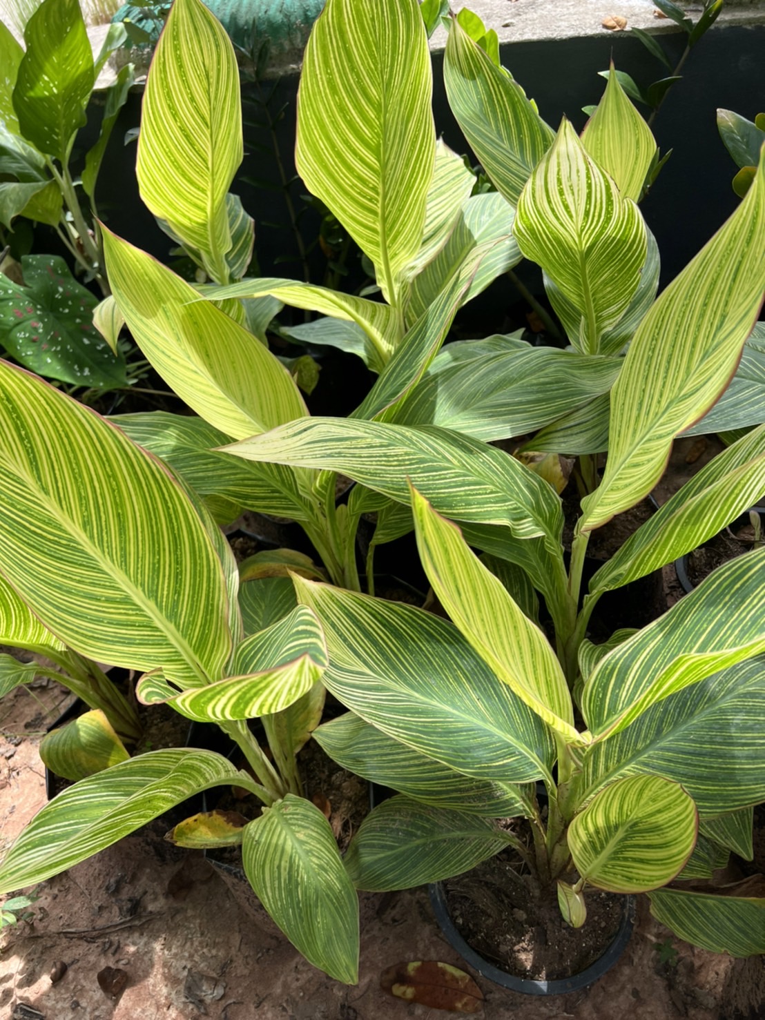 พุทธรักษาใบลาย พุทธรักษาใบด่าง Canna Lily ไม้มงคล ไม้น้ำ