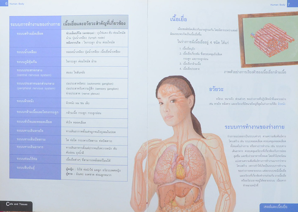 ระบบร่างกายมนุษย์
