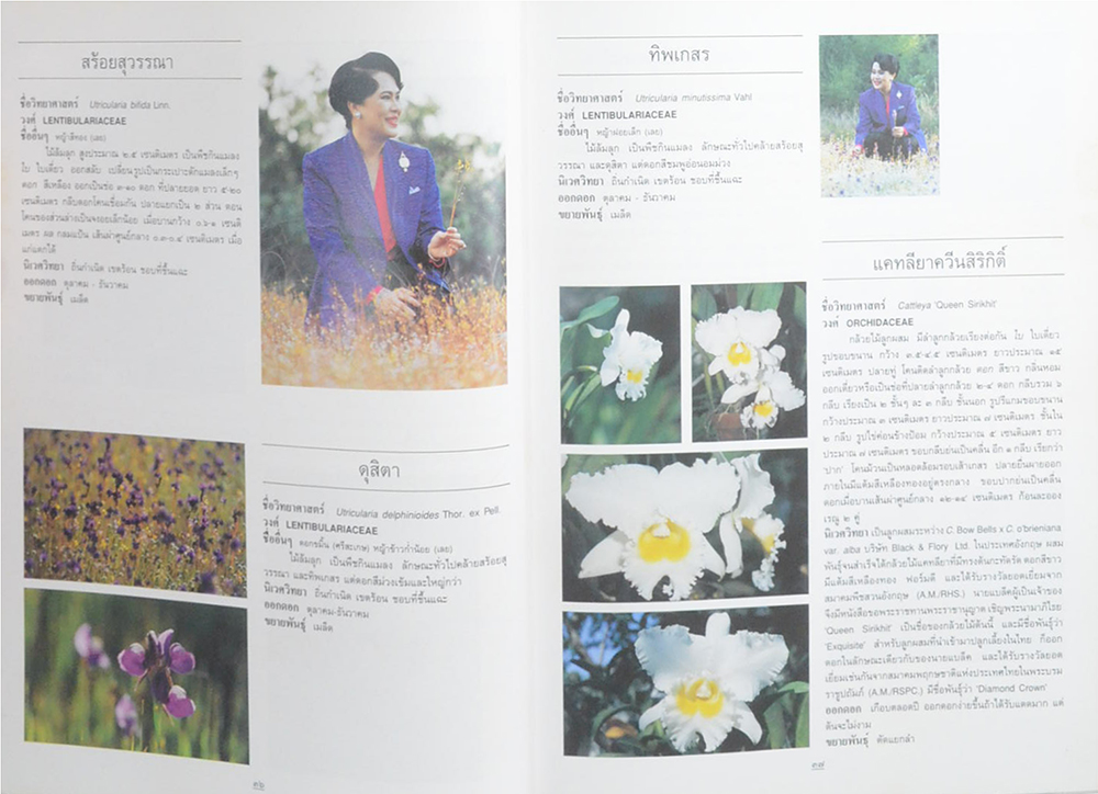 ไม้ดอกและไม้ประดับ (ขายตามสภาพ)