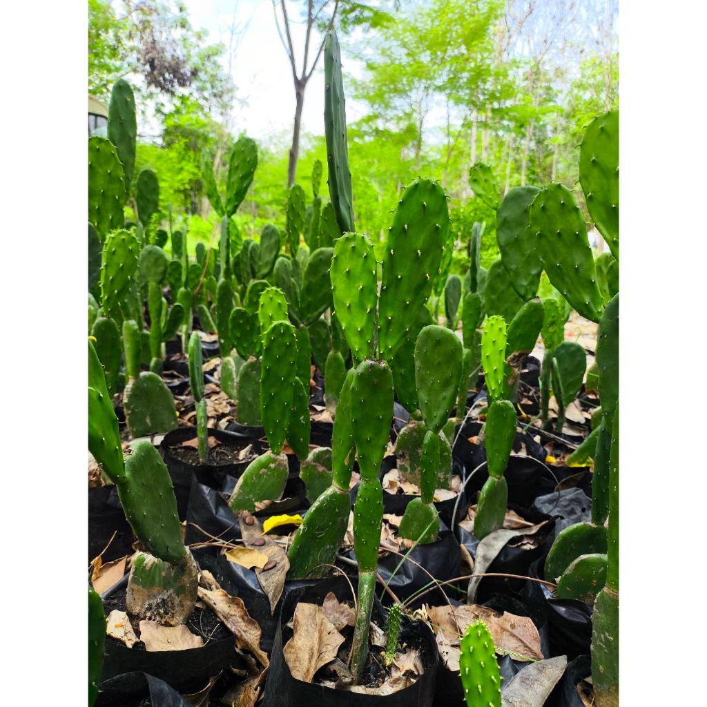 อาหารเต่า 15 ใบ โอพันเทีย ใบเสมา