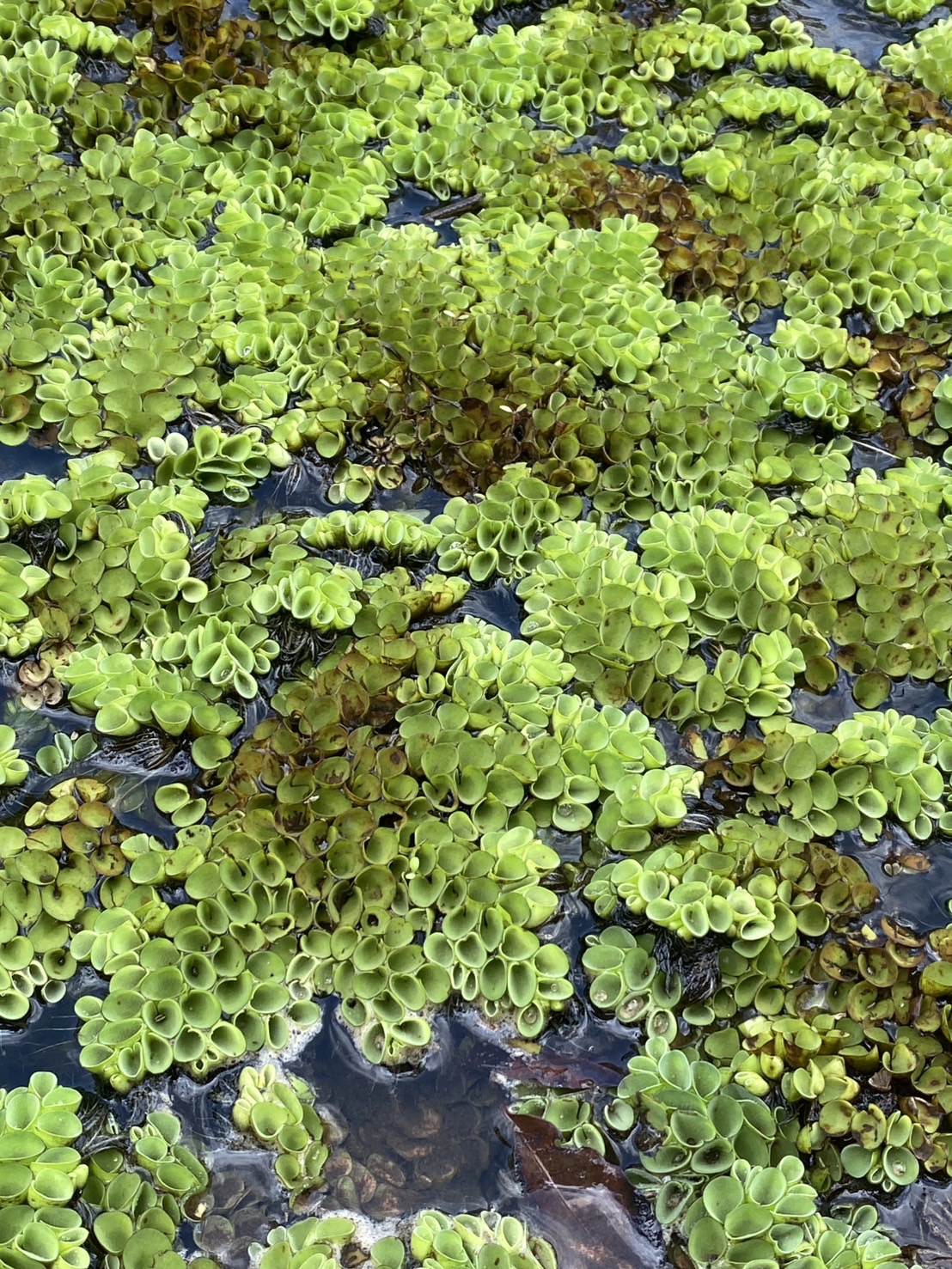 จอกหูหนู Asian Watermoss