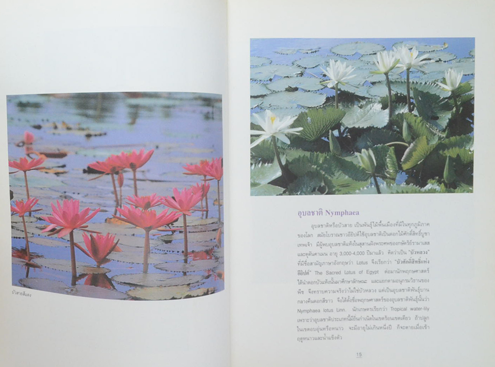 บัว ราชินีแห่งไม้น้ำ