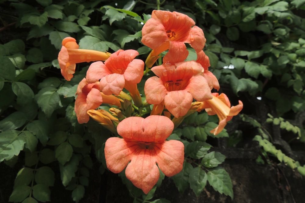 มธุรดา รุ่งอรุณ Red Trumpet Vine ไม้เลื้อย