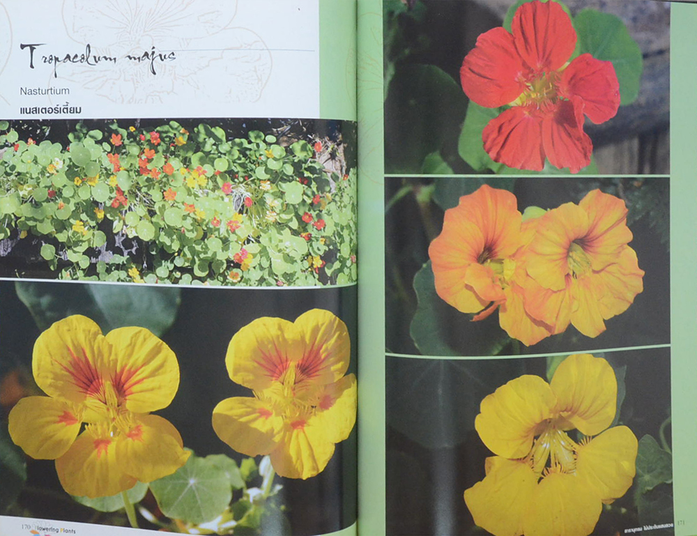 สารานุกรมไม้ประดับแสนสวย