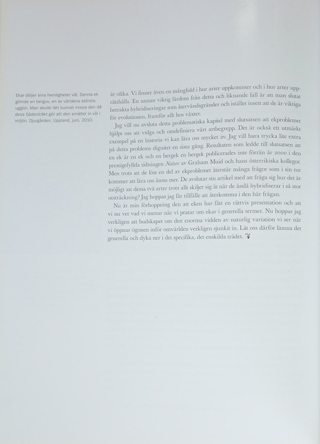 Quercus EKENS MANGRALD