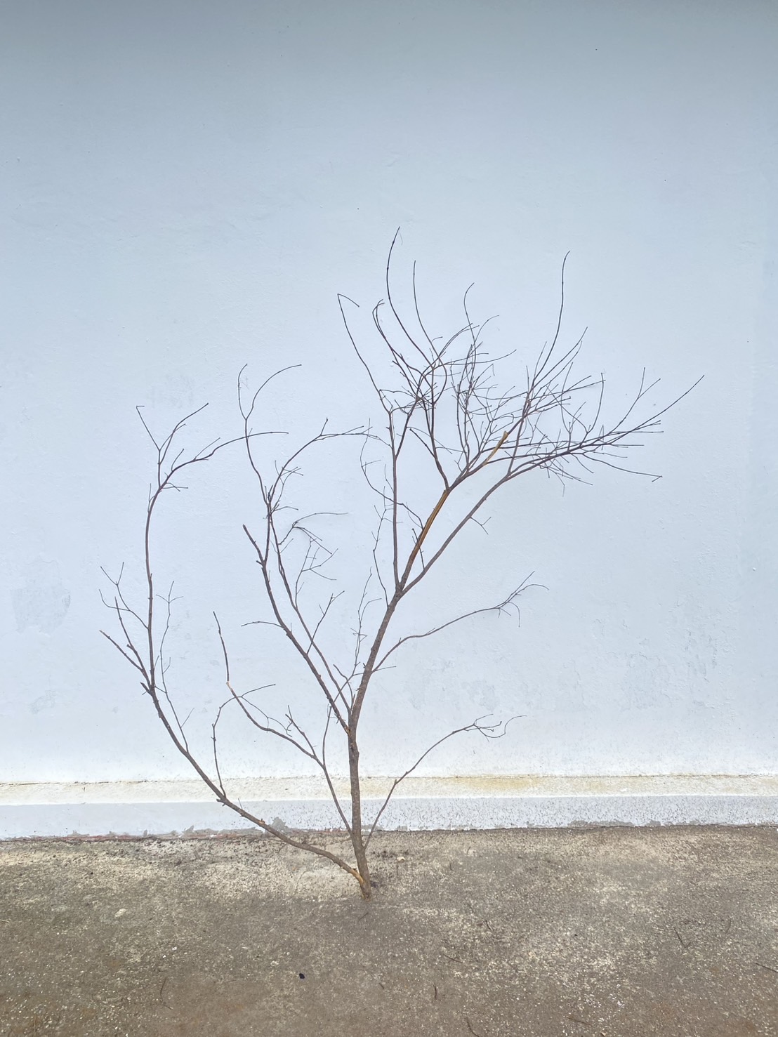 🌿 กิ่งไม้แห้งจริง Tree branch (เบอร์ 33)