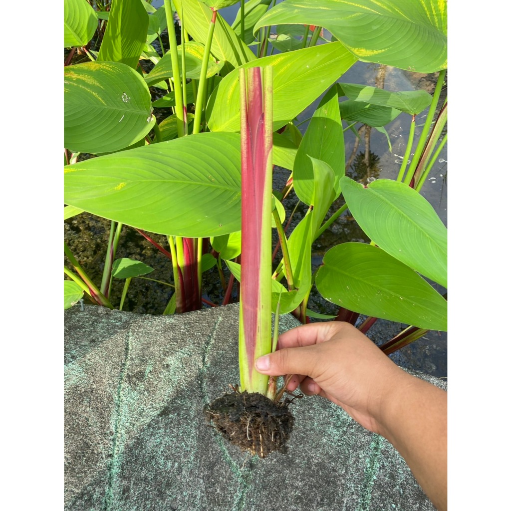 ต้นคล้าน้ำช่อห้อย Alligator Flag ส่งล้างรากตัดใบ (3 ต้นแถม 1 ต้น)