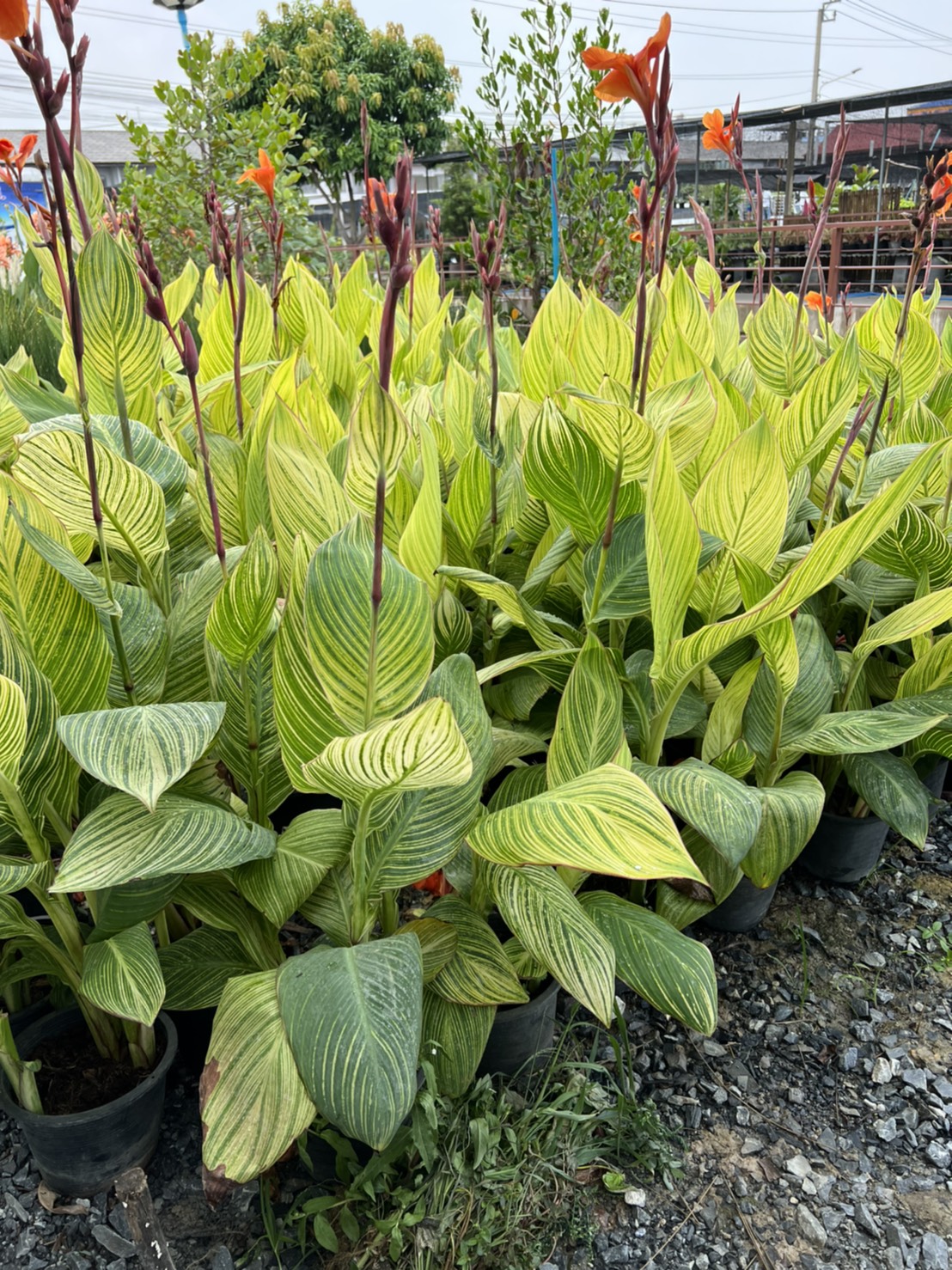พุทธรักษาใบลาย พุทธรักษาใบด่าง Canna Lily ไม้มงคล ไม้น้ำ