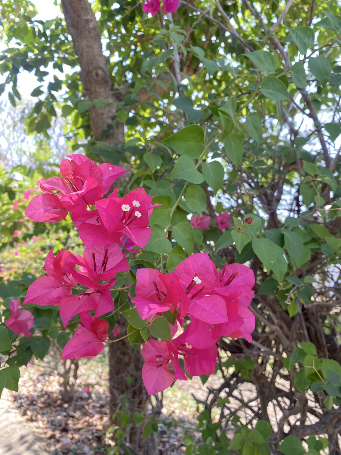 กิ่งเฟื่องฟ้า ตัดสด Bougainvillea